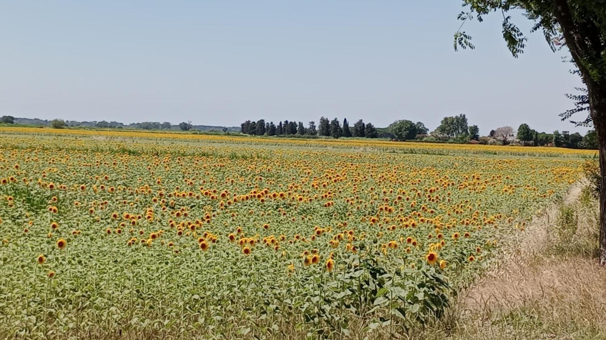 Casa Vacanze Toscana,Lago Di Massaciuccoli Exteriör bild